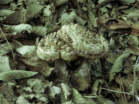 국유 임산물인 능이버섯. *재판매 및 DB 금지