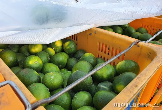 제주시가 적발한 2021년산 조생 미숙 감귤 조기 수확 현장. [제주시 제공]