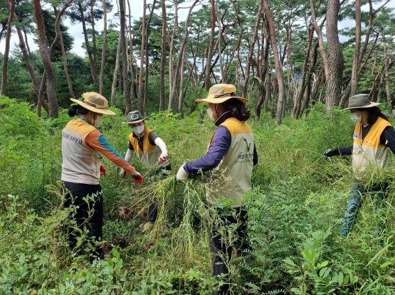 경주국립공원 직원 등이 생태계 교란 식물인 돼지풀을 제거하고 있다.(경주국립공원제공)2021.9.10/© 뉴스1