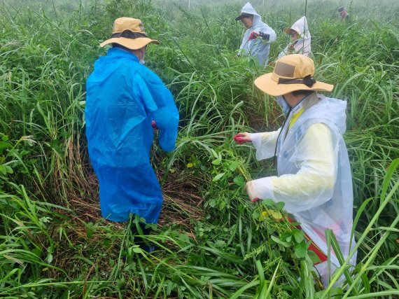 자원봉사자들이 돼지풀을 제거하고 있다.(경주국립공원제공)2021.9.10/© 뉴스1