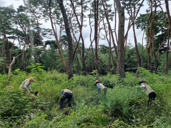 돼지풀 제거 중인 경주국립공원 직원과 자원봉사자들. (경주국립공원제공)2021.9.10/© 뉴스1