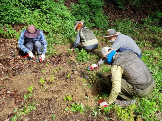 경주국립공원 직원과 자원봉사자들이 생턔계 교란식물인 돼지풀을 제거한 자리에 구절초 등을 식재하고 있다.(경주국립공원제공)2021.9.10/© 뉴스1