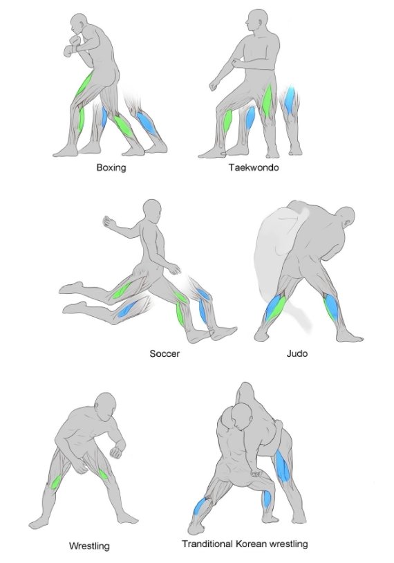운동 종목별 최대파워를 내는 근육-세브란스병원 제공
