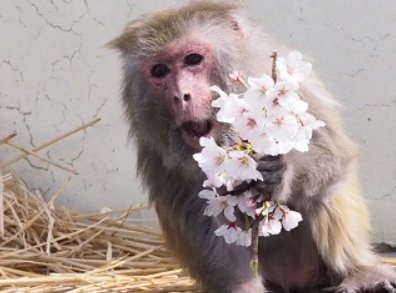 원숭이 별로 돌아간 세계 최장수 붉은털원숭이 '이소코'. 사진=쿄토시동물원 페이스북