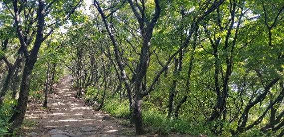 14일 한국등산·트레킹지원센터(이사장 전범권)은 대관령숲길에서의 비대면 숲길 걷기행사가 오는 10월1일부터 17일까지 대관령숲길에서 열린다고 밝혔다. 사진= 한국등산·트레킹지원센터 제공