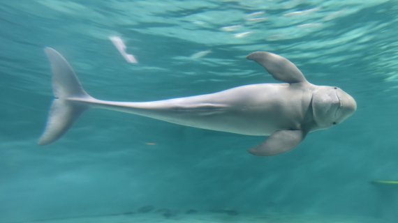 [서울=뉴시스] 상괭이. (사진=해양수산부 제공) *재판매 및 DB 금지 *재판매 및 DB 금지