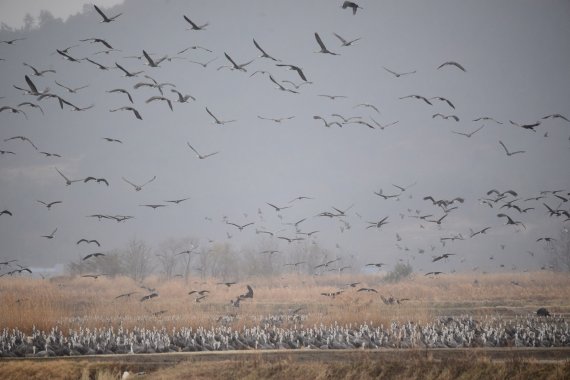 [순천=뉴시스] 순천만 흑두루미와 철새. *재판매 및 DB 금지