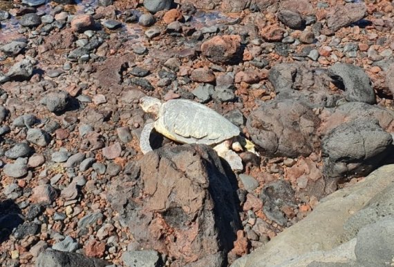 제주 비양도서 발견된 바다거북이... 그러나 상태가 ㅠ.ㅠ