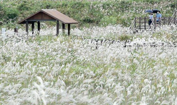 [대구=뉴시스] 이무열 기자 = 완연한 가을날씨를 보인 26일 대구 달서구 대명유수지를 찾은 시민들이 깊어가는 가을을 만끽하며 바람에 흔들리는 억새 사이를 산책하고 있다. 2021.09.26. lmy@newsis.com
