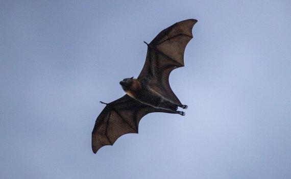 [시드니=AP/뉴시스]26일 호주 시드니에서 박쥐 한 마리가 해 질 녘 하늘을 가로질러 미끄러지듯 날고 있다. 2021.01.26.