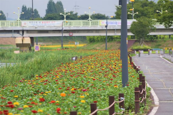 전남도가 10월 가족 행복여행 안심관광지로 선정한 장성 황룡강변 꽃공원 전경