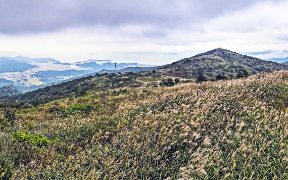 전남 장흥군 천관산(723m)에 흐드러진 억새가 절경을 이루고 있다.사진=장흥군 제공