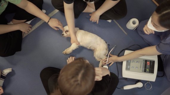 지난 9월 30일 동물보건전공 학생들이 동물재활물리치료 수업에서 물리치료 장비인 치료용 초음파 장비를 이용한 실습을 진행하는 모습.