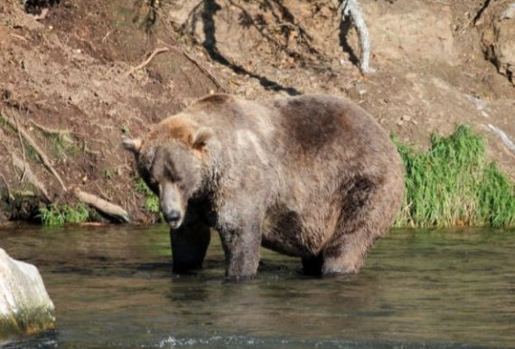 올해의 뚱보 곰으로 뽑힌 오티스. (카트마이 국립공원 홈페이지 갈무리) © 뉴스1
