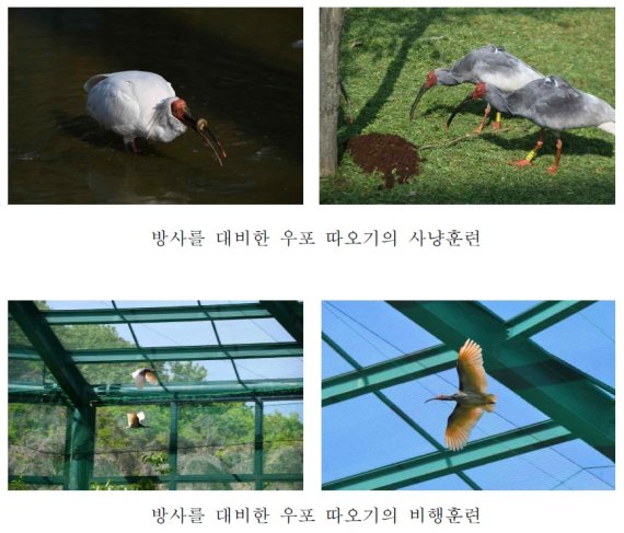 따오기 /사진=문화재청