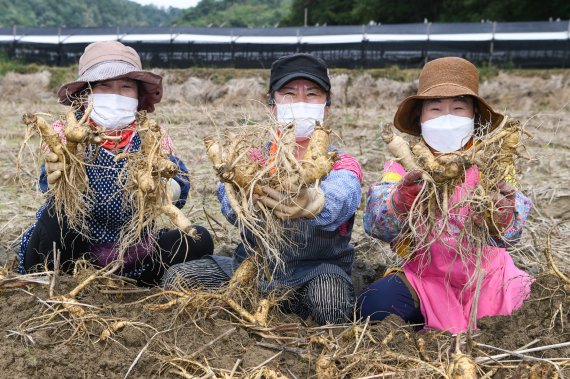 영주 풍기인삼을 채굴하는 모습(사진=영주시 제공)