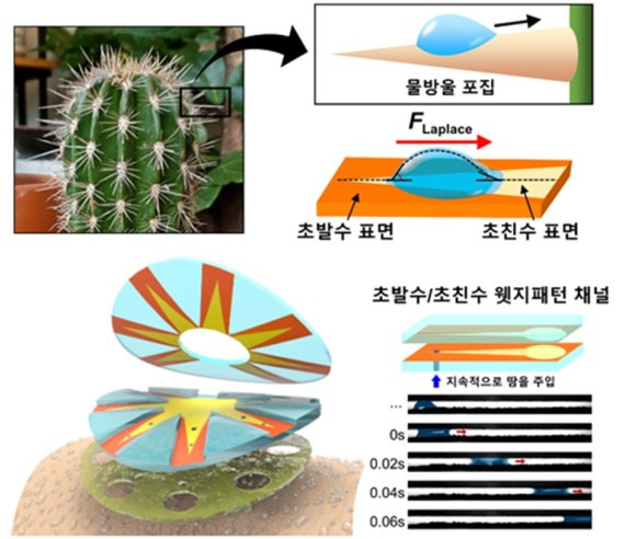 포항공과대학교(POSTECH) 조길원 교수팀이 마이크로유체 관을 통해 미세 땀방울이 이동하도록 선인장 가시를 모방해 피부부착형 땀 포집 패치를 만들었다. POSTECH 제공