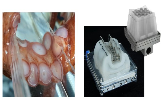 한국기계연구원 첨단생산장비연구부 로봇메카트로닉스연구실 송성혁 박사팀이 개발한 흡착형 만능 그리퍼는 문어가 다리와 빨판을 동시에 이용해 다양한 사물을 잘 잡는 것에서 착안해 개발됐다. 기계연구원 제공