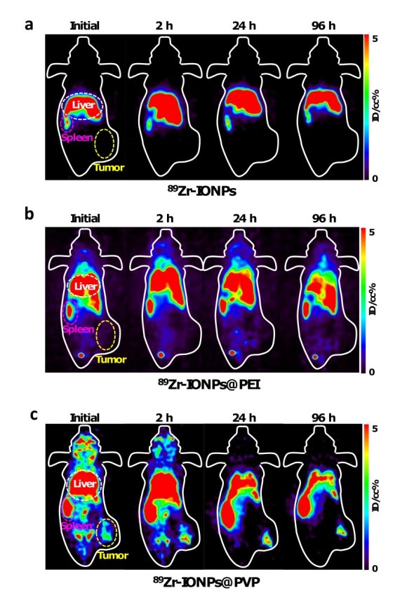 원자력연구원 박정훈 박사팀이 지르코늄-89 철 나노입자를 실험쥐에 투여한 결과 간에만 쌓이던 기존 나노물질과 달리 종양까지 이동했다. 위부터) 음전하 나노입자(a), 양전하 나노입자(b), 중성 나노입자(c). 원자력연구원 제공