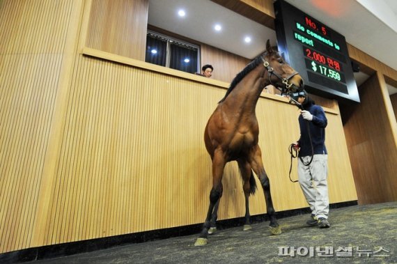 국산 경주마 경매 낙찰률 35.2%…말산업 불황 지속