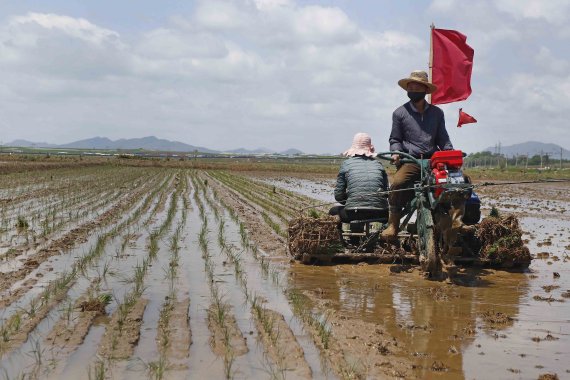 [평양=AP/뉴시스] 국정원은 3일 국회 정보위원회 전체회의에서 북한이 식량난으로 전시 비축미를 긴급 방출하고 쌀 가격도 통제하고 있다고 밝혔다. 사진은 지난 5월 25일 북한 농민들이 평양 락랑구역 남사협동농장에 벼를 심는 모습. 2021.08.03.