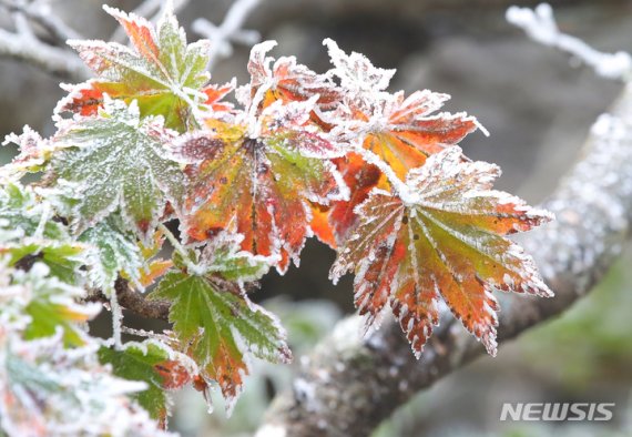 17일 오전 제주 한라산 영실 코스 단풍나무에 눈꽃의 일종인 상고대가 활짝 펴 시선을 사로 잡고 있다. 2021.10.17. [뉴시스]