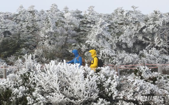 전국 곳곳에 한파특보가 내려진 17일 오전 제주 한라산 영실 코스 정상 부근에 눈꽃의 일종인 상고대(霜高帶)가 활짝 펴 시선을 사로 잡고 있다. 17일 오전 한라산 정상부는 수은주가 영하권으로 떨어진 가운데, 매우 추운 날씨를 보였다. 2021.10.17. [뉴시스]