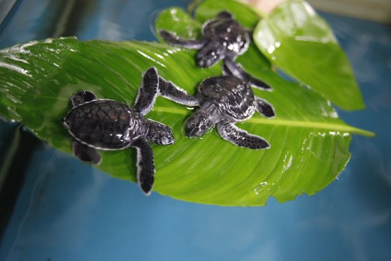 [서울=뉴시스] 아쿠아플라넷(여수) 푸른바다거북.