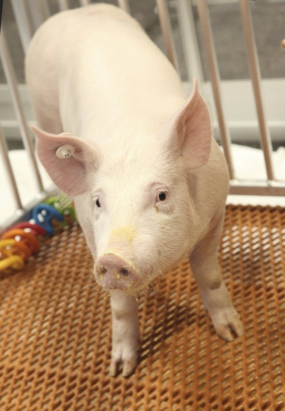 지난해 12월 미국 뉴욕대 랑곤 헬스 메디컬센터의 로버트 몽고메리 박사팀이 공개한 장기 이식용 유전자 조작 돼지.AP뉴시스