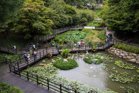 아차산 생태공원 위쪽 도로에서 내려다본 습지원 전경. 습지원 중앙에 빅토리아 수련이 피어 관람객의 발길을 끈다. 서울관광재단 제공