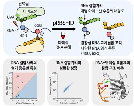 RNA와 단백질의 결합자리, 염기 종류에 따라 정확히 찾아낸다