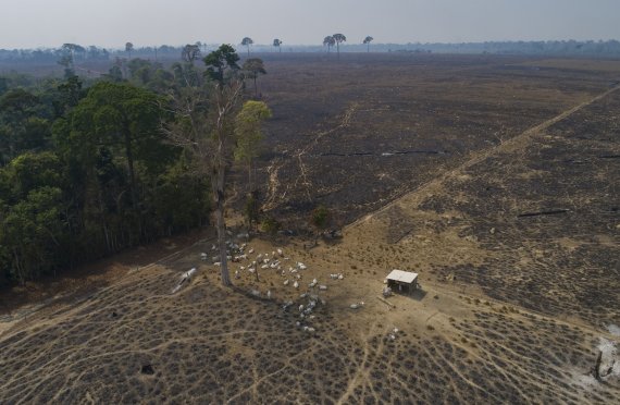 지난해 8월23일(현지시간) 브라질 파라주 노보 프로그레소에서 불에 태워져 훼손된 삼림이 있던 자리에 가축들이 사육되고 있는 모습.AP뉴시스