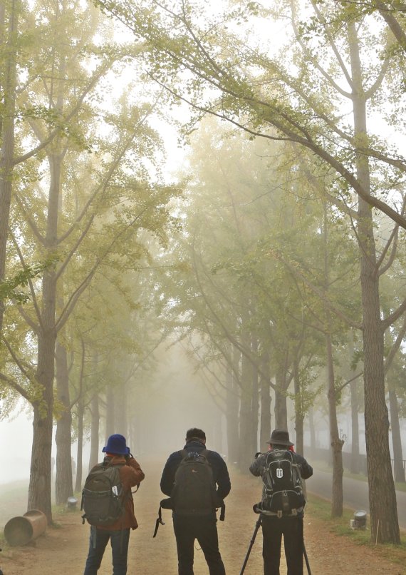 [괴산=뉴시스] 강신욱 기자 = 사진작가들이 26일 짙은 안개가 드리운 충북 괴산군 문광면 양곡리 은행나무길 풍광을 카메라에 담고 있다. 2021.10.26. ksw64@newsis.com