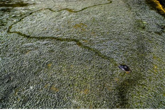 사진 부문 대상 수상작 '다슬기의 삶' 환경공단 제공