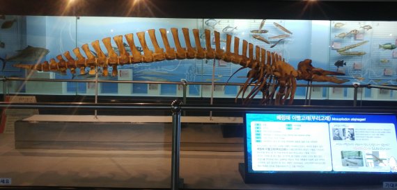 부산시 해양자연사박물관은 11월 '이달의 해양자연사 전시품'으로 '큰이빨부리고래'를 선정했다고 10월 31일 밝혔다. 해양자연사박물관 제공