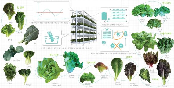 ▲괘내생태문화마을 스마트팜 식물농장에서 재배 중인 엽채류. /사진=부산테크노파크