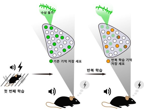 살아있는 생쥐에게 반복적인 소리 공포를 학습시켜 뇌 신경세포가 기억하도록 실험했다. 기존 기억을 담당하는 뇌세포의 시냅스 변화가 줄면서 연결이 약해지고 새로운 엔그램이 만들어지면서 공포 기억을 재생한다. KAIST 제공