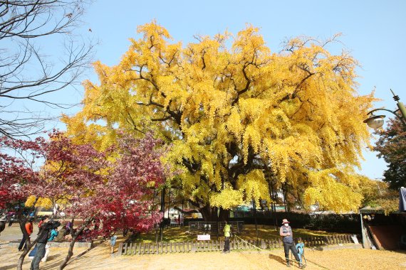 인천 남동구 장수동 은행나무가 천연기념물로 지정돼 보존·보호된다.