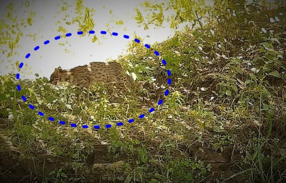 2021년 7월과 10월 울산 도심 태화강에서 관찰카메라에 포착된 삵의 모습(파란색 점선 안) /사진=울산시 제공