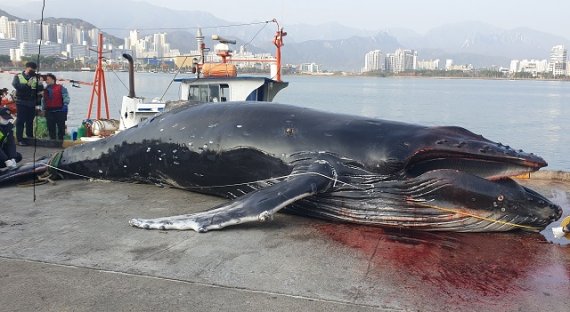  속초서 혹등고래 혼획...해경 "불법포획 흔적 없어"