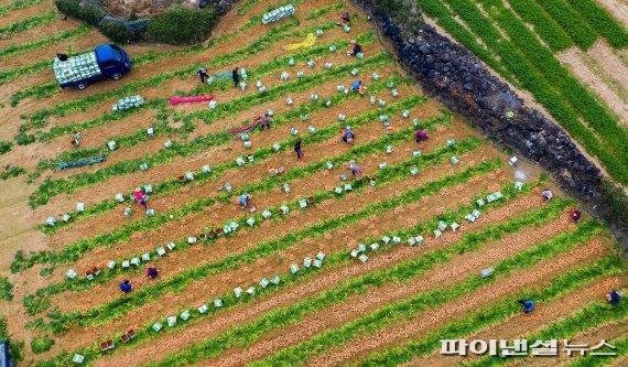 제주시 구좌읍 당근 수확 현장 /사진=fnDB