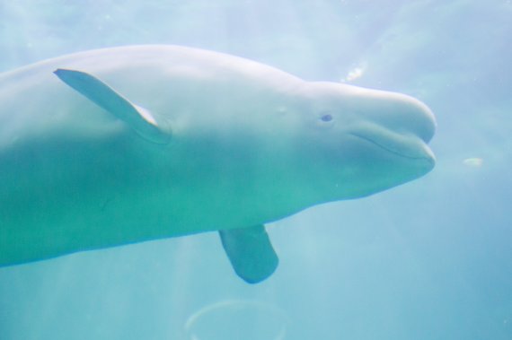 롯데월드 아쿠아리움 메인 수조 안을 유영하는 벨루가 *재판매 및 DB 금지