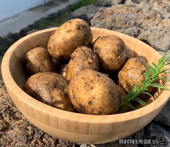 매년 12월에 출하되는 제주시 구좌읍 지역의 햇감자