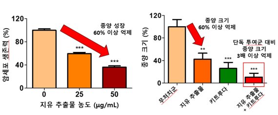 [1일IT템] 한약재 '지유' 추출물이 암세포 성장을 막았다