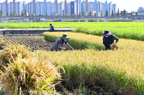 쌀값 뛰자 재배면적 20년 만에 증가…생산량은 10.7%↑