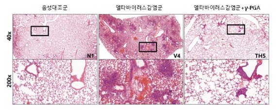 마우스 정상 폐조직(왼쪽), 델타 변이 코로나 바이러스 감염 폐조직, 감마-PGA 투여군 폐조직(오른쪽). 사진=바이오리더스