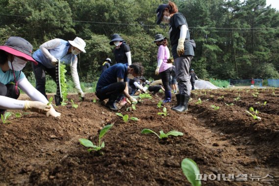 안산도시공사 직원과 노동조합원이 텃밭에 배추와 무 모종을 심고있다. 사진제공=안산도시공사