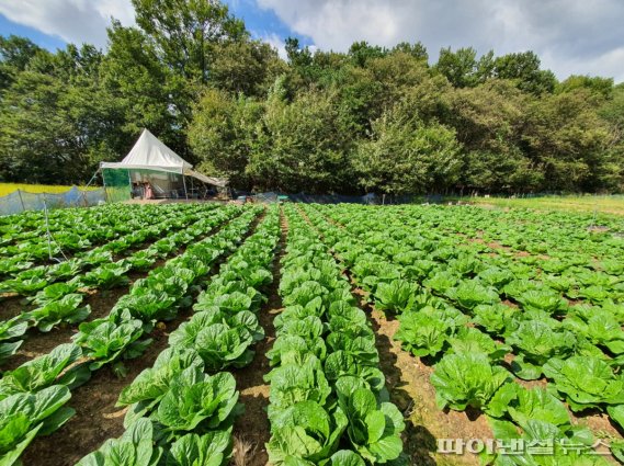 안산도시공사 직원과 노동조합원이 심은 배추와 무가 잘 자란 모습. 사진제공=안산도시공사