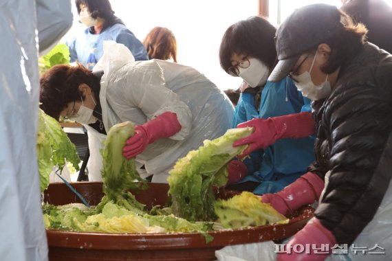 안산도시공사 직원이 수확한 배추를 소금물에 절이고 있다. 사진제공=안산도시공사