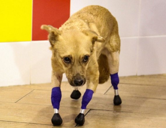 [서울=뉴시스] 이달 초 러시아 노보시비르스크시에서 사람에게 학대당해 다리가 잘린 강아지가 의족을 착용한 채 걷고 있다. (출처 : 트위터 Impacto Mundo 화면 캡처) 2021.11.22. *재판매 및 DB 금지